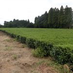袖ケ浦のこだわりのお茶を栽培、生産、販売する武井製茶工場さま